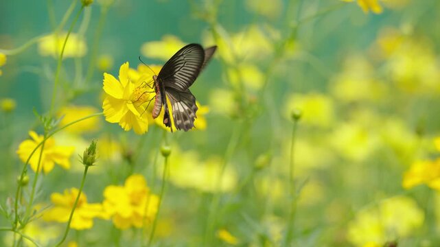 Lime Butterfly Feeding on Yellow Flower in Tropical Garden
