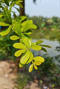 Close up of vibrant green moringa leaves on a branch with blurry natural pond background