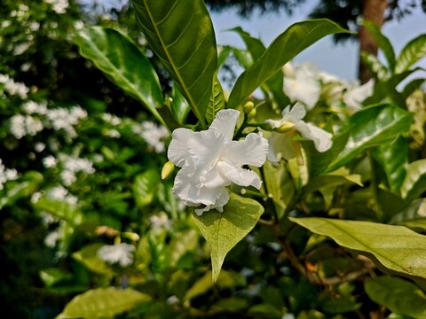Beautiful white crape jasmine flower blooming among fresh green leaves in garden