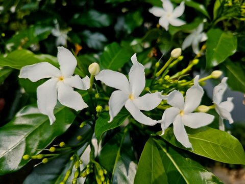 Beautiful white crape tabernaemontana divaricata flowers blooming with fresh green leaves and buds in garden