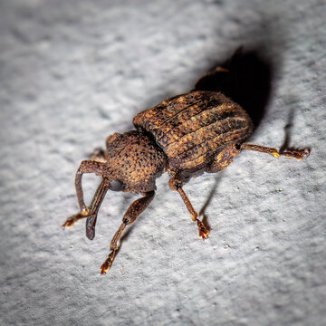 Weevil