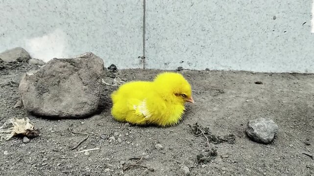 A video of yellow farm chicks active outdoors on a bright morning.
