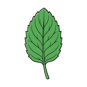 Hand drawn green mint leaf illustration in cartoon style with black outline. Isolated on white background, ideal for botanical designs, food illustrations, and nature themes.