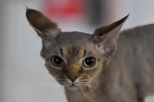 Allphotokz Cats 20251025 1171 Z9 S++