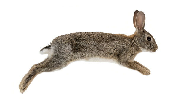 A wild rabbit is captured mid leap in a dynamic profile against a white background
