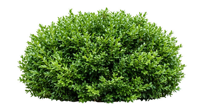 Dense green boxwood bush isolated on transparent background
