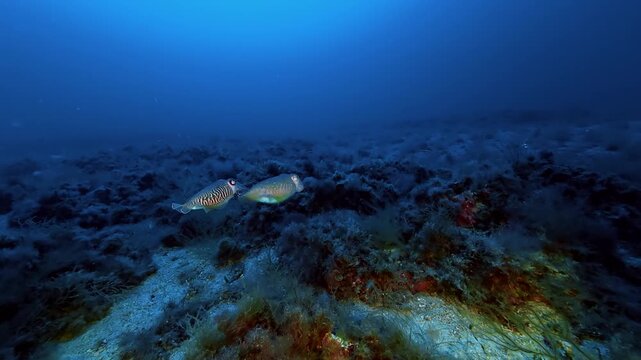 Marine life - Two cuttlefish swimming at the seabed