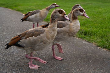 Egyptian geese walking along a paved path beside a grassy park lawn © Jane Allan