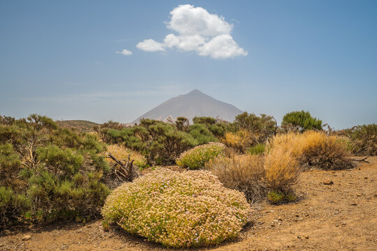 Teide Nationalpark auf Teneriffa