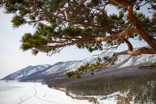 Winter Pine Tree