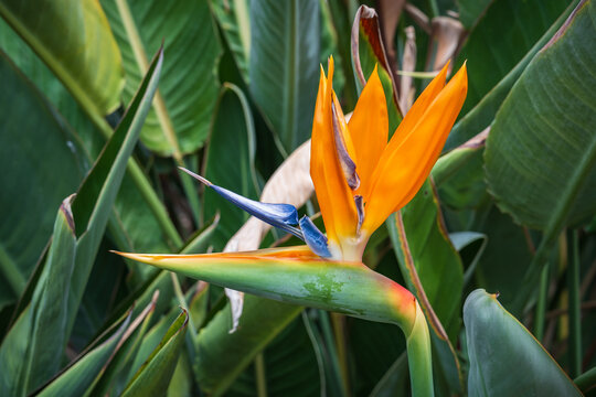 Paradisvogelblumenbl&uuml;te