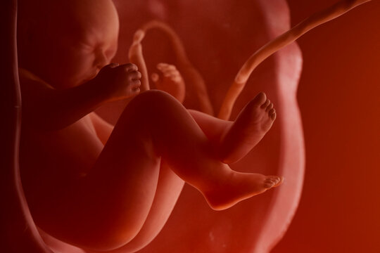 Unborn Baby With Umbilical Cord During Pregnancy