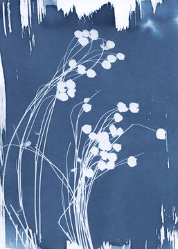 Botanical Cyanotype of Delicate Seed Heads with Streaky Edges