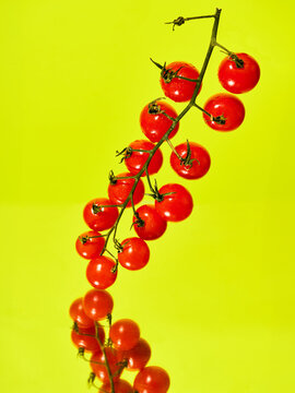 String of vivid cherry tomatoes against a neon yellow background