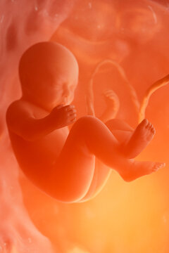 Unborn Baby and Umbilical Cord in Womb