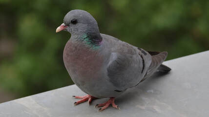 Obraz premium Pigeon on window sill