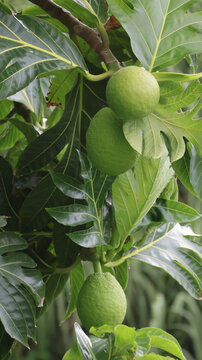 Breadfruit in tree
