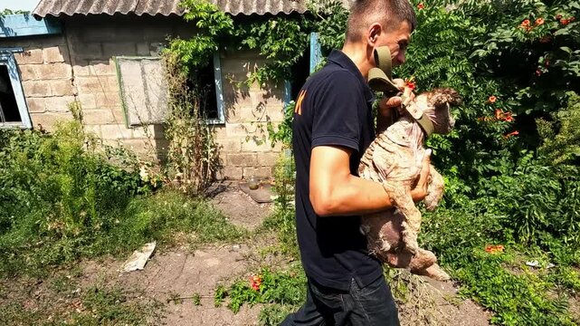 Male volunteer carrying in hands burnt dog to evacuate from frontline city. Russian attacks endanger lives daily both human and animal in ukrainian territory. The scene shows need to protect innocent