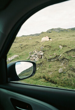 Sheep Resting on Hillside Seen from Car Window