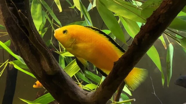 Electric yellow cichlid Labidochromis caeruleus among aquarium plants, Lake Malawi, biology, zoology and research study.