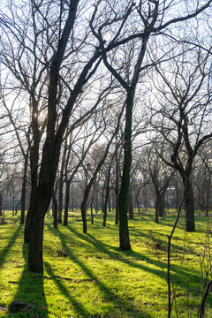 Sunlit leafless trees in a grassy park
