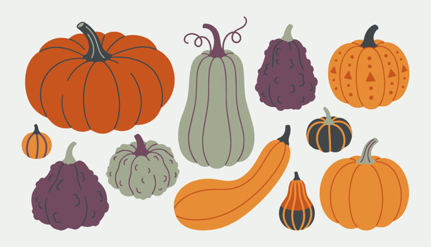 Autumn harvest pumpkins and colorful gourds flat vector illustration set