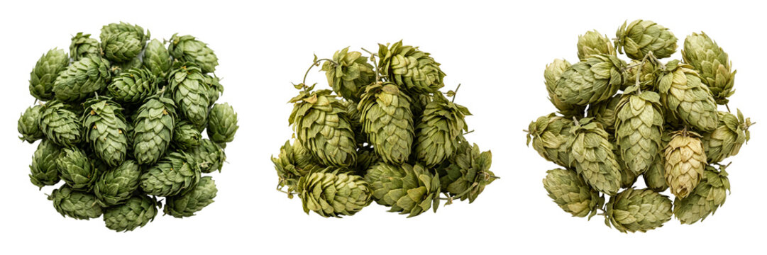 Three clusters of green hop cones with detailed texture and natural form isolated on a transparent background