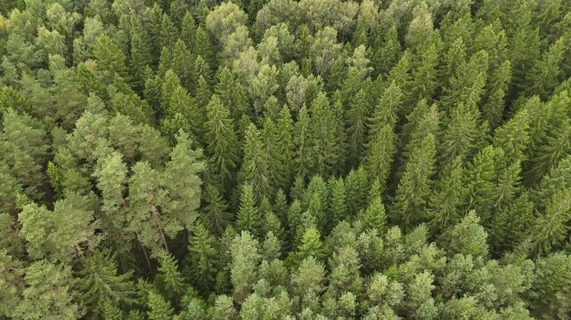 An aerial view captures the lush canopy of a dense coniferous forest filled with various pine and spruce trees. Drone flying forward over the forest. Lithuania.