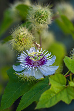 Passion Flower With Unique Features in a Garden Setting