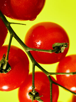 String of vivid cherry tomatoes against a neon yellow background