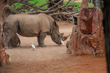 Wildlife nature. Wildlife and zoo. Rhino animal in zoo park. Fauna in wildlife. Animal park in Sahara. Wild rhinoceros. Rhino outdoor. White rhinoceros. Wild animal in nature. Rhino in Valencia zoo © altana_studio
