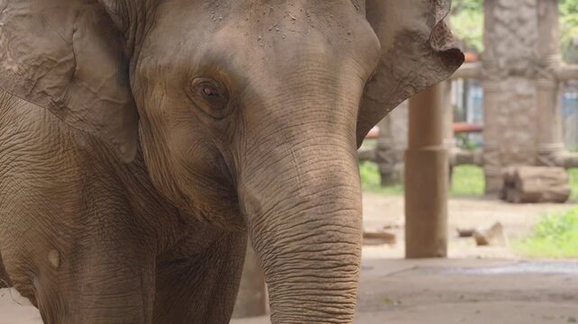 Asian Elephant Face and Trunk in Detailed Close Up