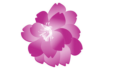 Fototapeta premium Magenta Flower Floral Silhouette Isolated on Transparent Background