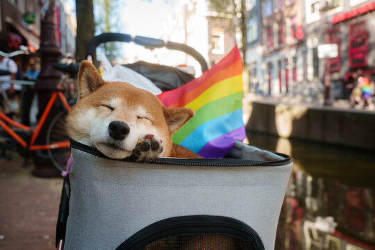 Dog in Stroller on Pride Amsterdam