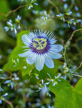 Passion Flower Blooms Among Smaller Flowers in a Sunny Garden
