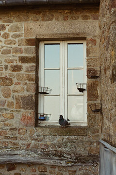 Real pigeon out of window, fake hen inside the window