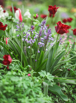 Lush spring garden with red tulips and bluebells