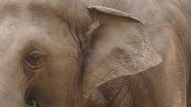 Asian Elephant Ear and Wrinkled Skin in Detailed Close Up