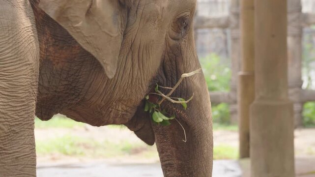 Asian Elephant Mouth and Trunk in Detailed Close Up