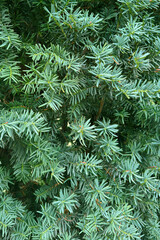 Dense dark green yew coniferous branch texture for forest and holiday designs © Valeri