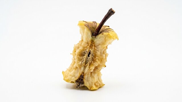 Eaten yellow apple core featuring a textured withered stem isolated centrally standing on white background