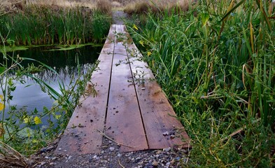 Obraz premium Wooden Boardwalk Through Lush Greenery
