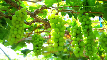 Clusters of green grapes on vine © Sher