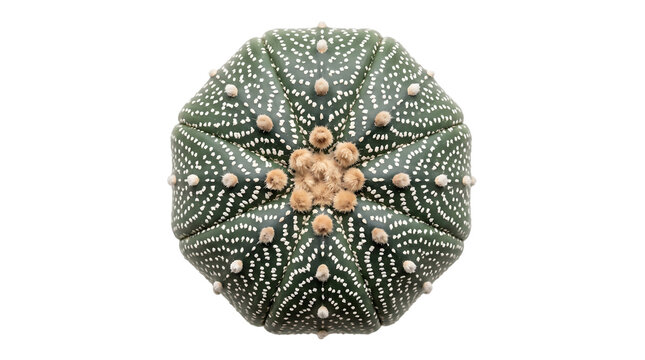 Top view of a round green astrophytum asterias cactus isolated on transparent background