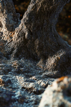 Close-up shot of a tree trunk with a full moon shining through the branches vertical frame