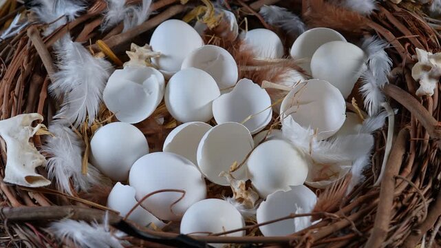 Nest filled with open cracked eggs. Bird nest with hatched eggs wildlife and nature. Close up wildlife breeding. Nest made of twigs and sticks. Breeding season illustrative composition.
