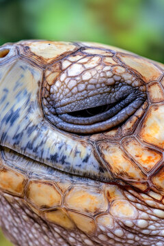 A close-up image of a turtle's face with a blurred background vertical frame