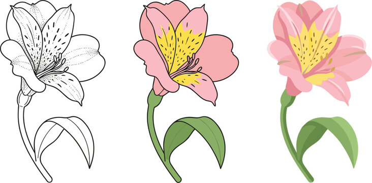 Alstroemeria Peruvian Lily Flower Vector Illustration Set Featuring Line Art Colored Outline and Flat Botanical Designs for Wedding Invitations Floral Logos and Greeting Cards