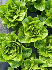 Top down close up view of fresh green butterhead lettuce heads growing on mulched soil. © Baa