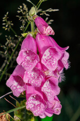 Digitalis purpurea. Caracterizada por su forma tubular parecida a un dedal y su color púrpura con el interior moteado.  Altamente tóxicos si se ingieren © LuisManuel